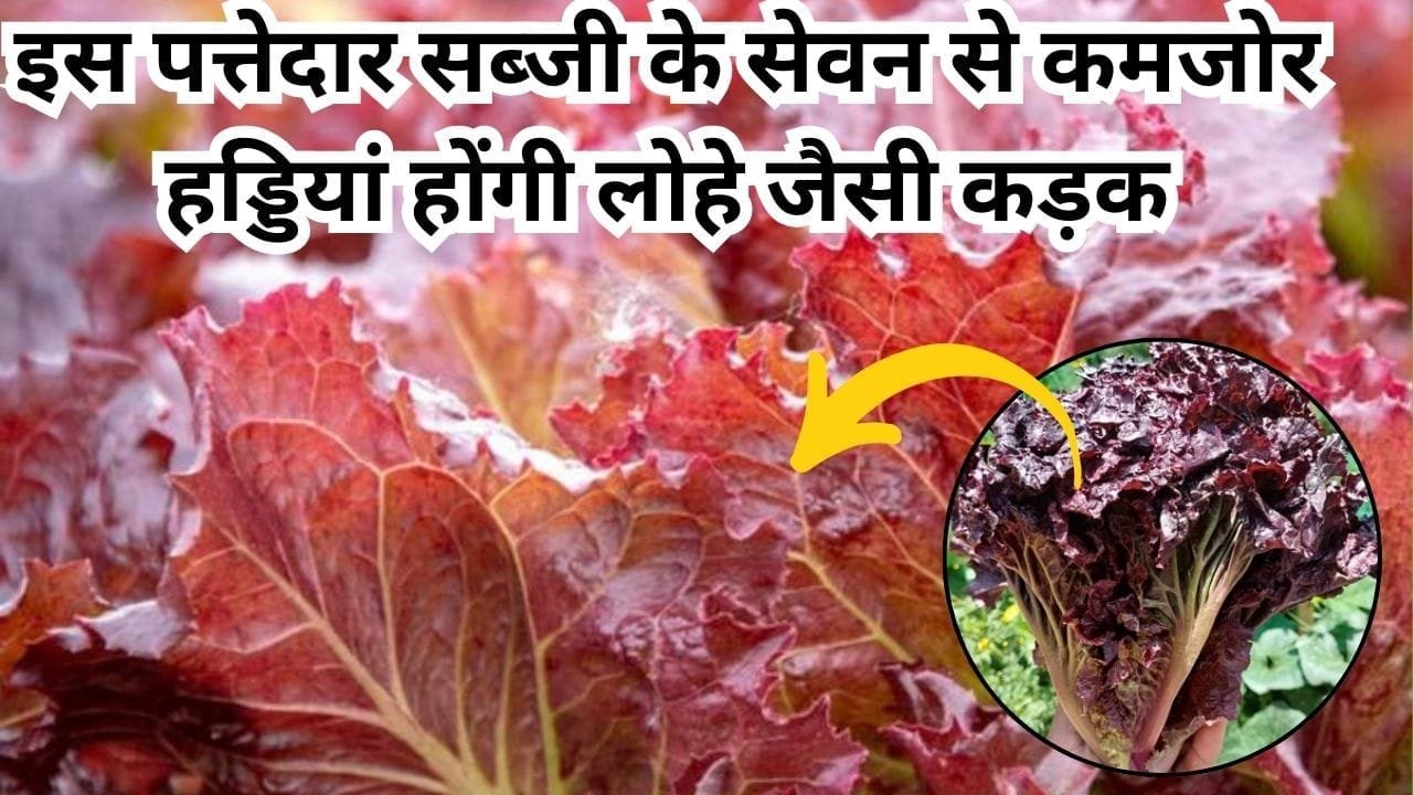इस पत्तेदार सब्जी के सेवन से कमजोर हड्डियां होंगी लोहे जैसी कड़क, कैल्शियम की है पूरी खदान, जाने नाम और काम