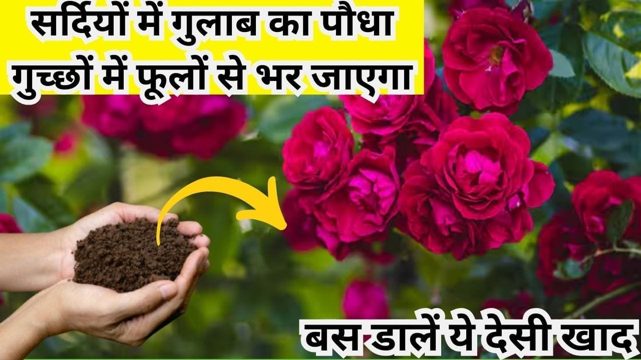 Gardening tips: सर्दियों में गुलाब का पौधा गुच्छों में फूलों से भर जाएगा, पडोसी भी पूछेंगे राज बस डालें ये देसी खाद, जाने नाम