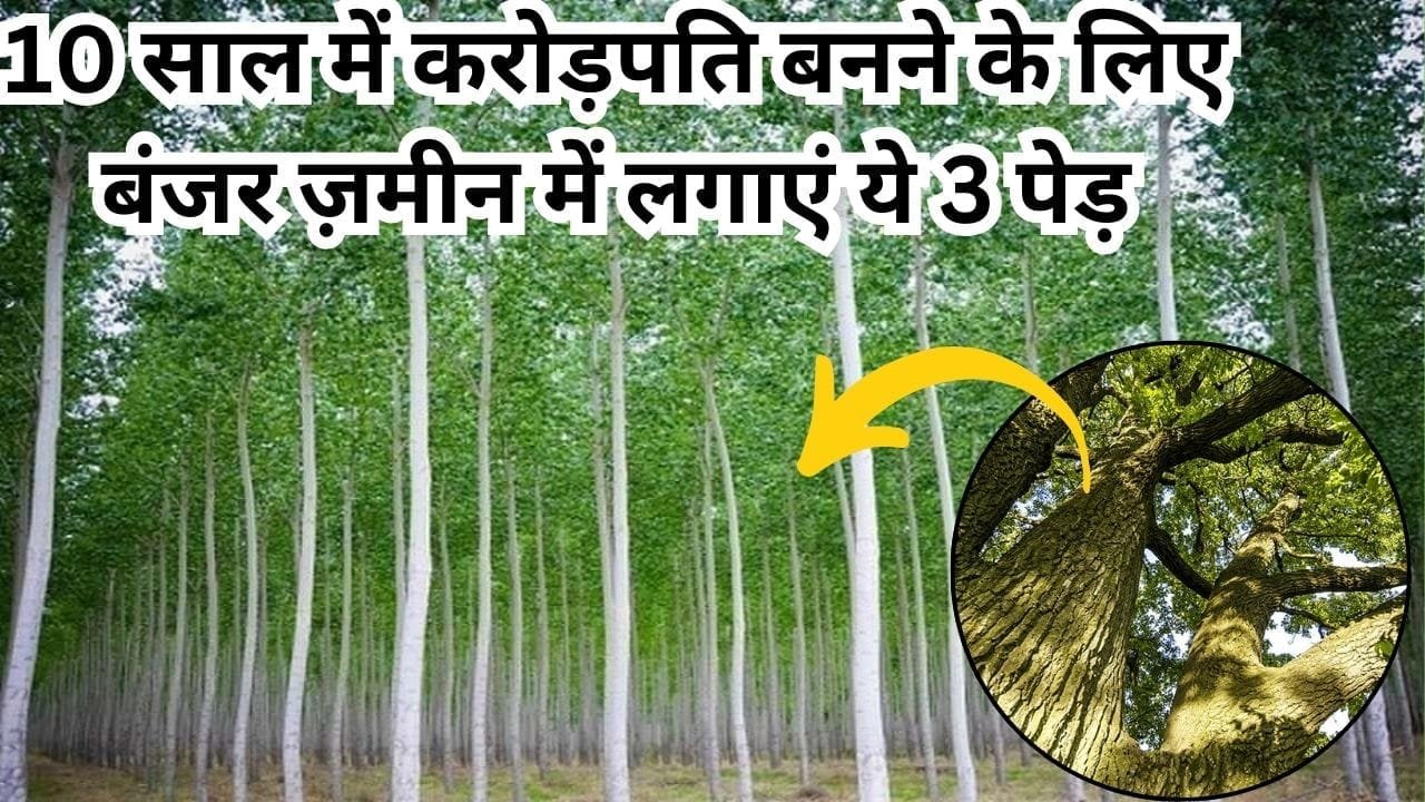 10 साल में करोड़पति बनने के लिए बंजर ज़मीन में लगाएं ये 3 पेड़, FD-म्यूचुअल फंड से दोगुना मिलेगा मुनाफा, जाने नाम और काम