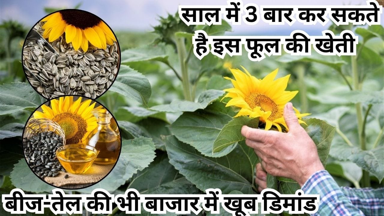साल में 3 बार कर सकते है इस फूल की खेती, बीज-तेल-फूल की बाजार में खूब डिमांड सिर्फ 90 दिनों में कर देगी मालामाल, जाने बुवाई का तरीका