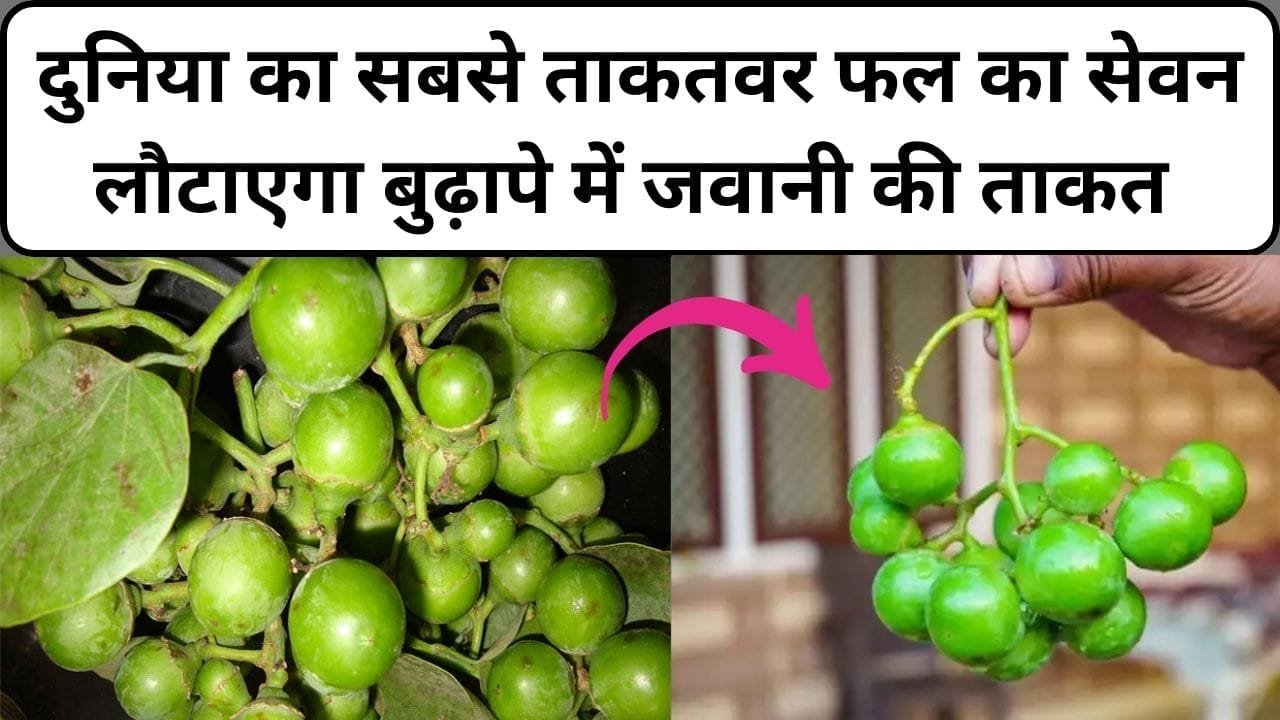 दुनिया का सबसे ताकतवर फल, सेवन से लौटाएगा बुढ़ापे में जवानी की ताकत साल में 2 महीने बस आता है नजर, जाने नाम