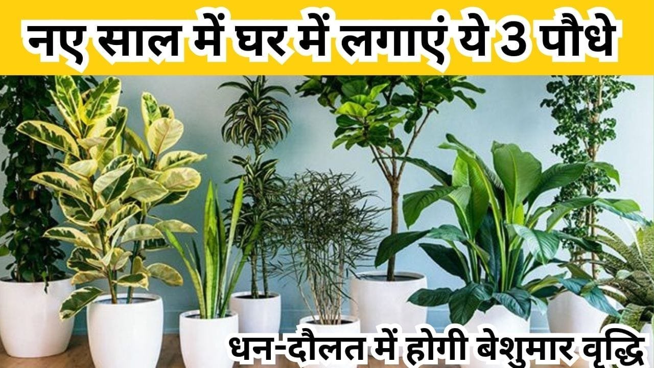 Gardening tips: नए साल में घर में लगाएं ये 3 पौधे, धन-दौलत में होगी बेशुमार वृद्धि मिट्टी और पानी दोनों में आसानी से ग्रो हो जाते है, जाने नाम
