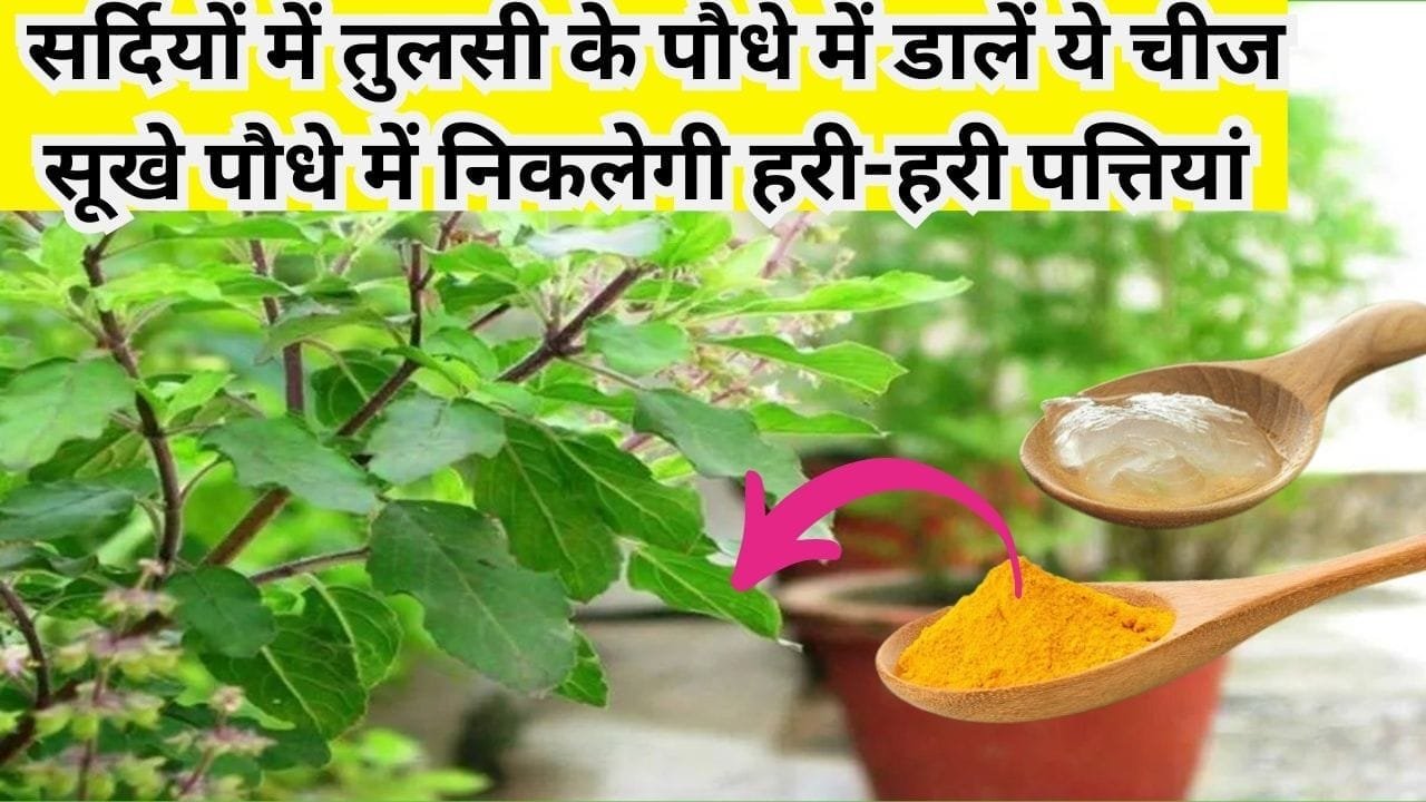 सर्दियों में तुलसी के पौधे में 1 चम्मच डालें ये चीज, सूखे पौधे में निकलेगी हरी-हरी पत्तियां हरा-भरा-खूब घना हो जायेगा पौधा, जाने नाम
