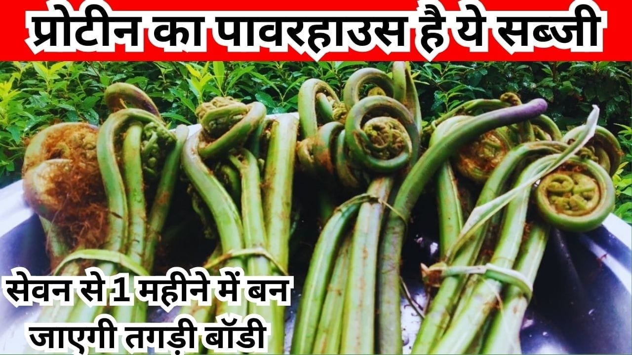 प्रोटीन का पावरहाउस है ये सब्जी, इसके आगे चिकन-मटन भी है फेल सेवन से 1 महीने में बन जाएगी तगड़ी बॉडी, जाने नाम