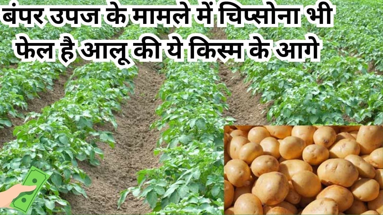 बंपर उपज के मामले में चिप्सोना भी फेल है आलू की ये किस्म के आगे, 1 एकड़ में खेती से होगा छप्परफाड़ मुनाफा, जाने नाम