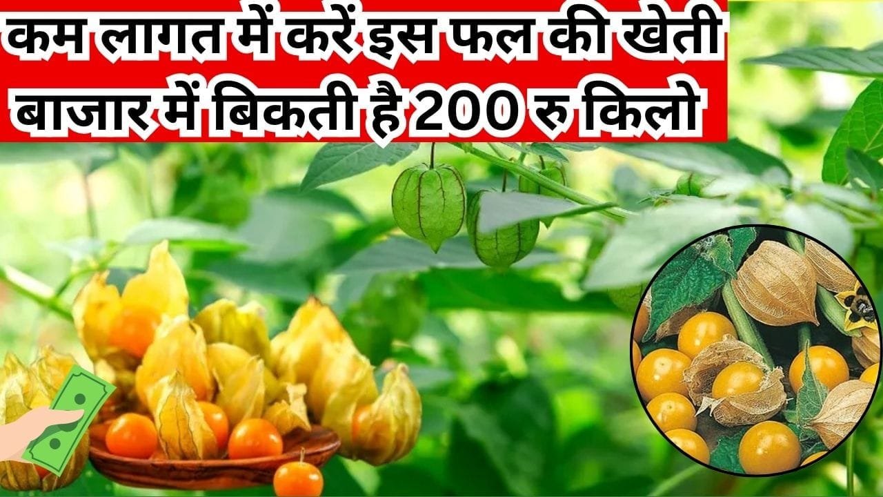 कम लागत में शुरू करें इस फल की खेती, बाजार में बिकती है 200 रूपए किलो 1 बीघा में होगी लाखों में कमाई, जाने नाम