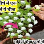 Gardening tips: सर्दियों में मोगरे का पौधा फूलों से भर जाएगा, माली ने बताया राज की पौधे में बस डालें एक चम्मच ये खाद, जाने नाम