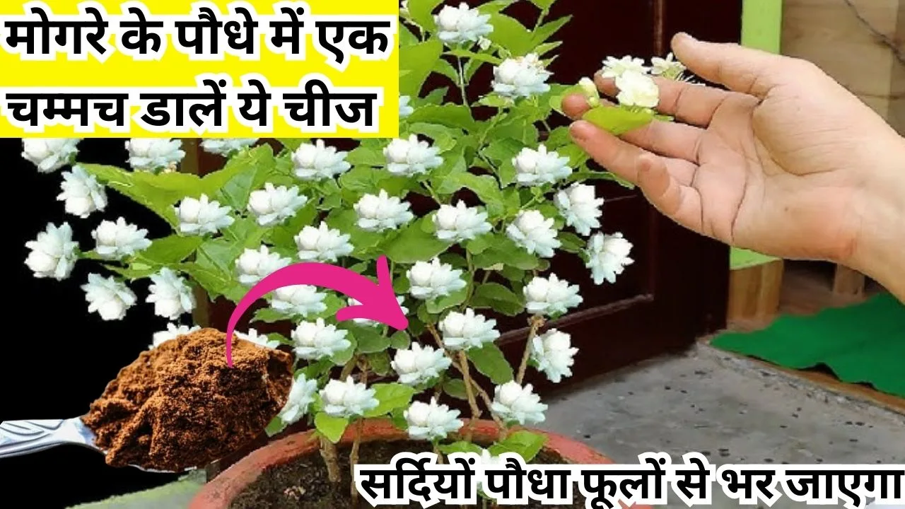 Gardening tips: सर्दियों में मोगरे का पौधा फूलों से भर जाएगा, माली ने बताया राज की पौधे में बस डालें एक चम्मच ये खाद, जाने नाम