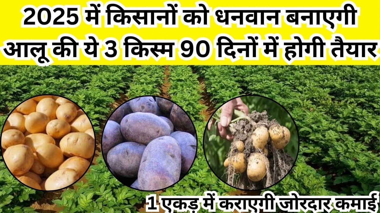 2025 में किसानों को धनवान बना देगी आलू की ये 3 किस्म, सिर्फ 90 दिनों में होगी तैयार 1 एकड़ में कराएगी जोरदार कमाई, पढ़िए नाम