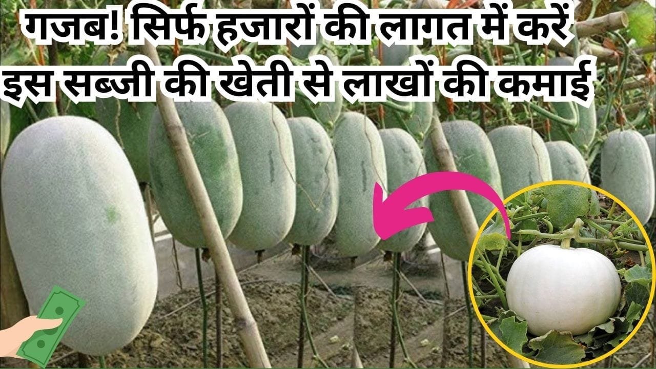 गजब! सिर्फ हजारों की लागत में करें इस सब्जी की खेती से लाखों की कमाई, सब्जी और मिठाई दोनों बनाने के आता है काम, जाने नाम