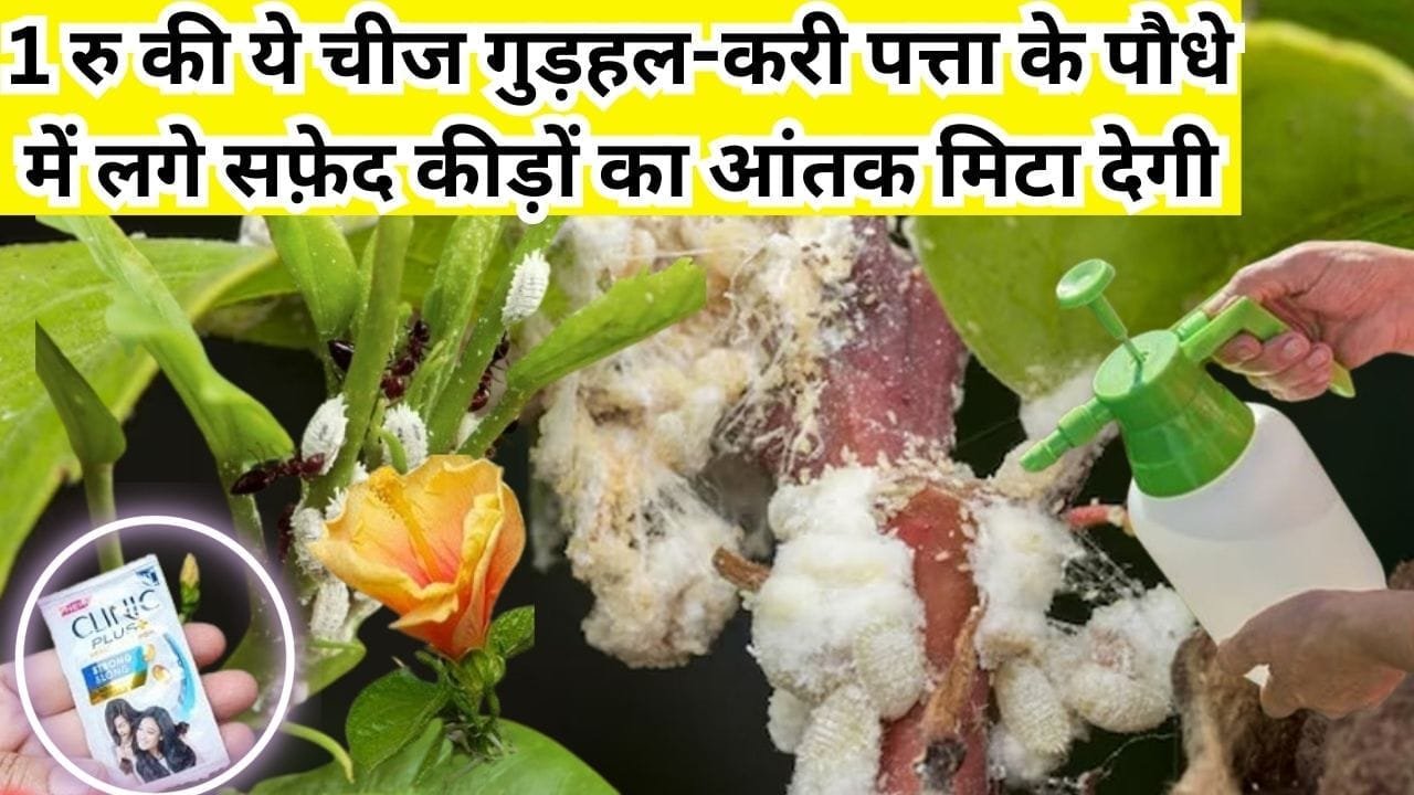 1 रूपए की ये चीज गुड़हल-करी पत्ता के पौधे में लगे सफ़ेद कीड़ों का आंतक मिटा देगी, पहले इस्तेमाल करें फिर देखें कमाल, जाने नाम