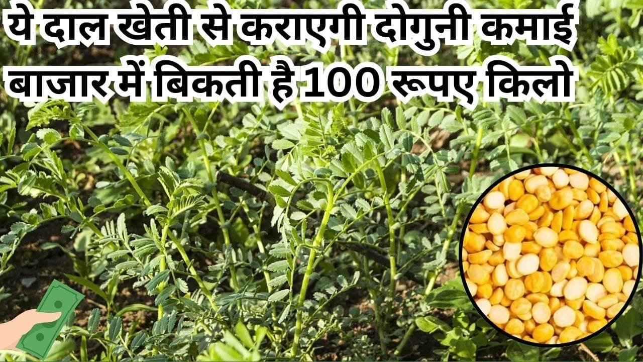 पौष्टिकता की फैक्ट्री है ये दाल, खेती से कराएगी दोगुनी कमाई बाजार में बिकती है 100 रूपए किलो, जाने खेती का तरीका