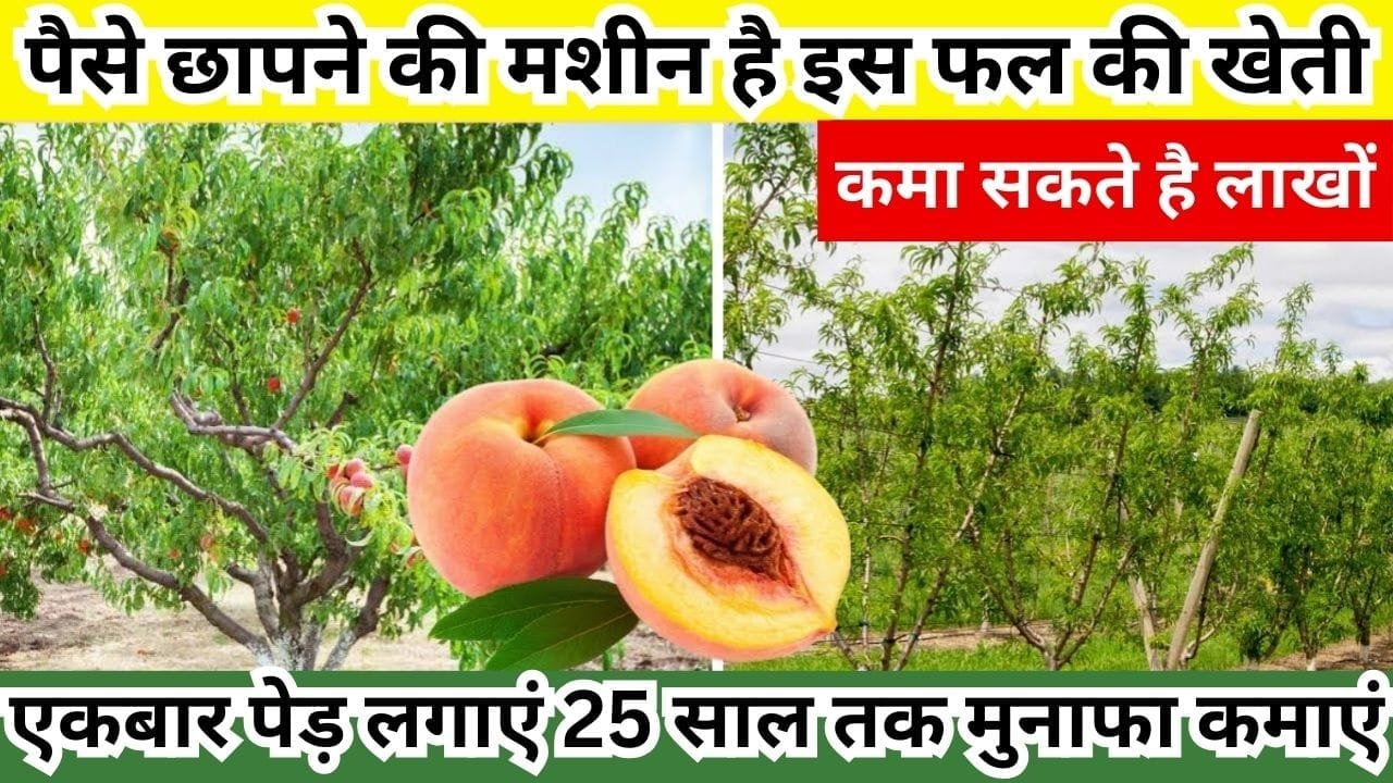 पैसे छापने की मशीन है इस फल की खेती, कमा सकते है लाखों एकबार पेड़ लगाएं 25 साल तक मुनाफा कमाएं, जाने खेती का तरीका