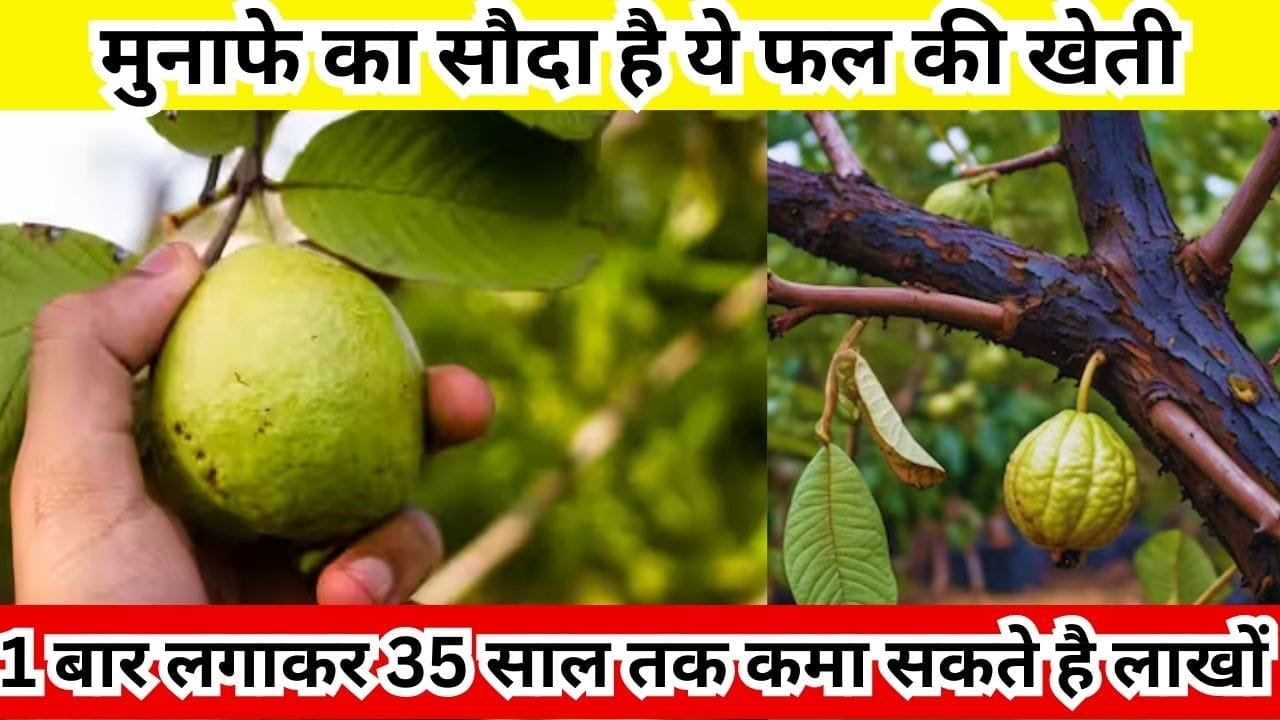 मुनाफे का सौदा है ये फल की खेती, एकबार लगाकर 35 साल तक कमा सकते है लाखों मार्केट में है खूब डिमांड, जाने नाम