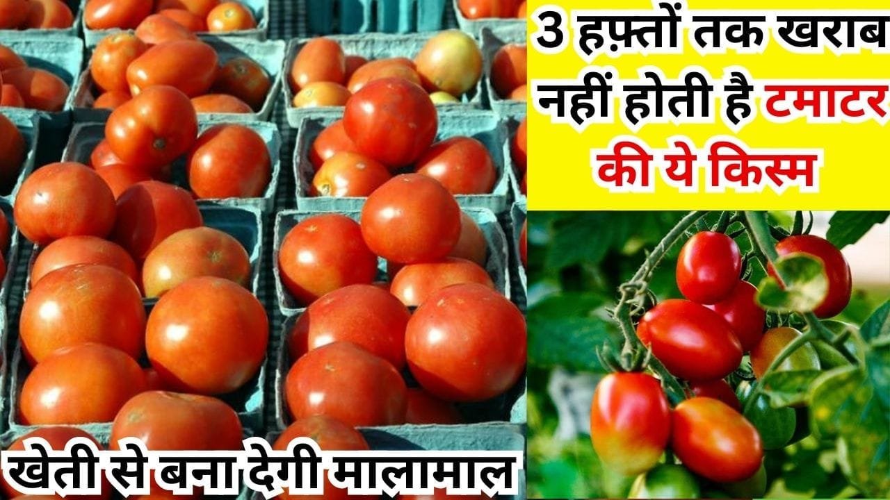 3 हफ़्तों तक खराब नहीं होती है टमाटर की ये किस्म, कम लागत में खेती से बना देगी मालामाल होगा छप्परफाड़ उत्पादन, जाने नाम