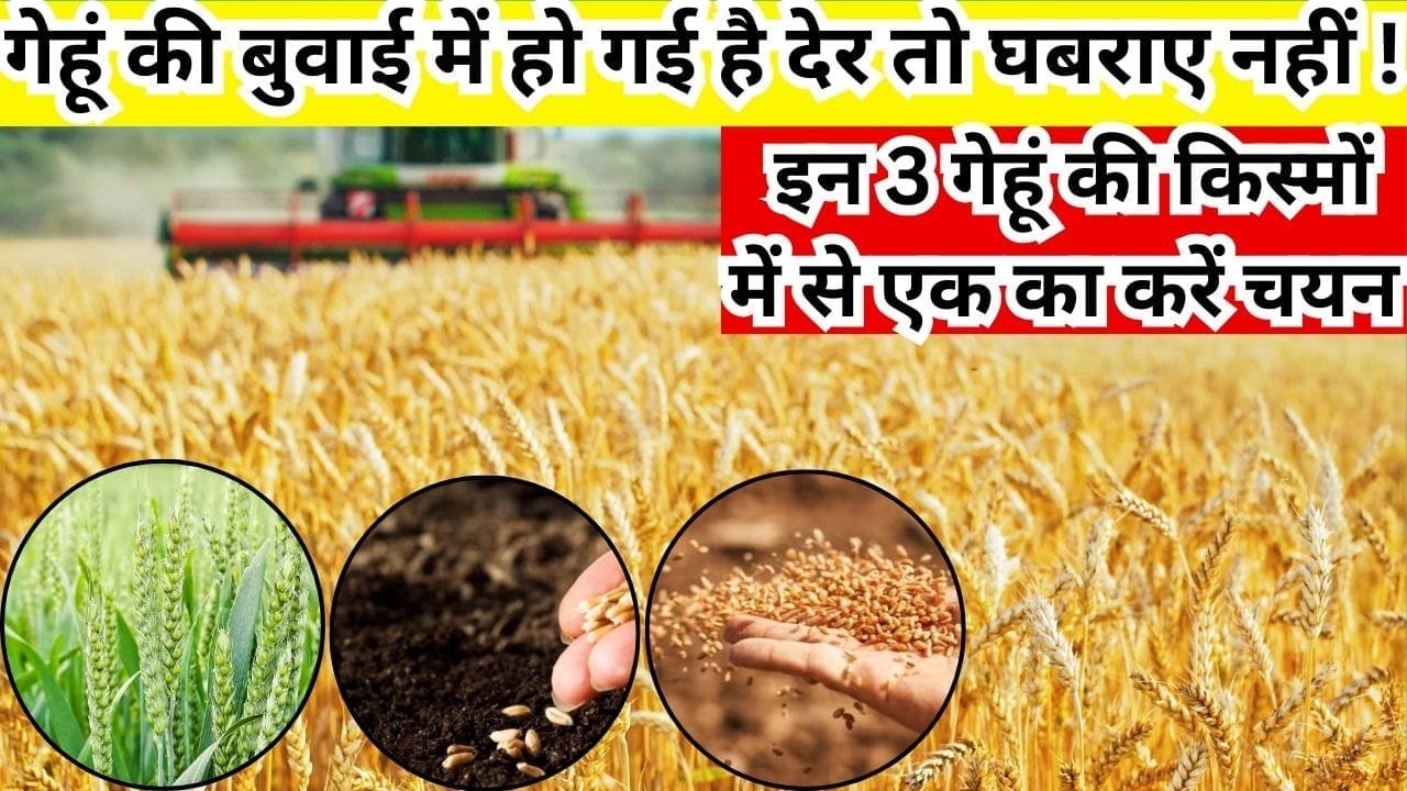 गेहूं की बुवाई में हो गई है देर, तो घबराए नहीं ! देर से बुवाई के लिए करें इन 3 गेहूं की किस्मों में से एक का चयन कम समय में देगी बंपर पैदावार, जाने नाम