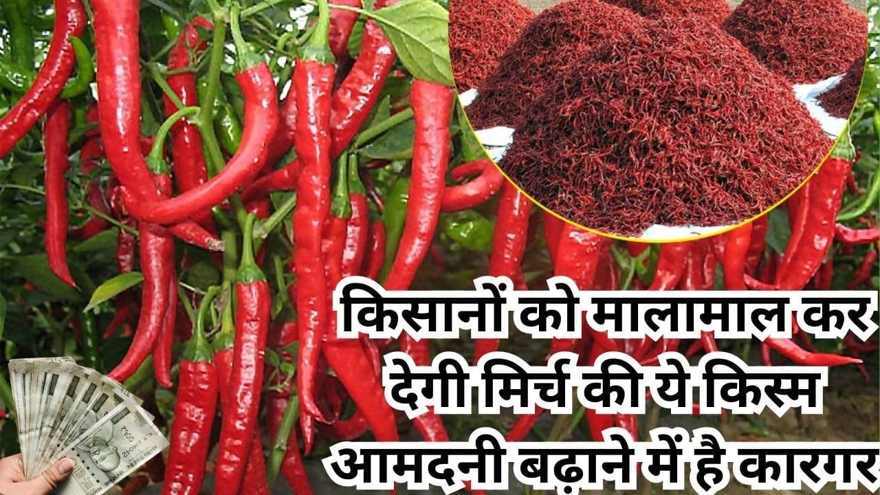कम खर्चे में किसानों को मालामाल कर देगी मिर्च की ये किस्म, आमदनी बढ़ाने में है कारगर विदेशों तक में है डिमांड, जाने नाम और काम