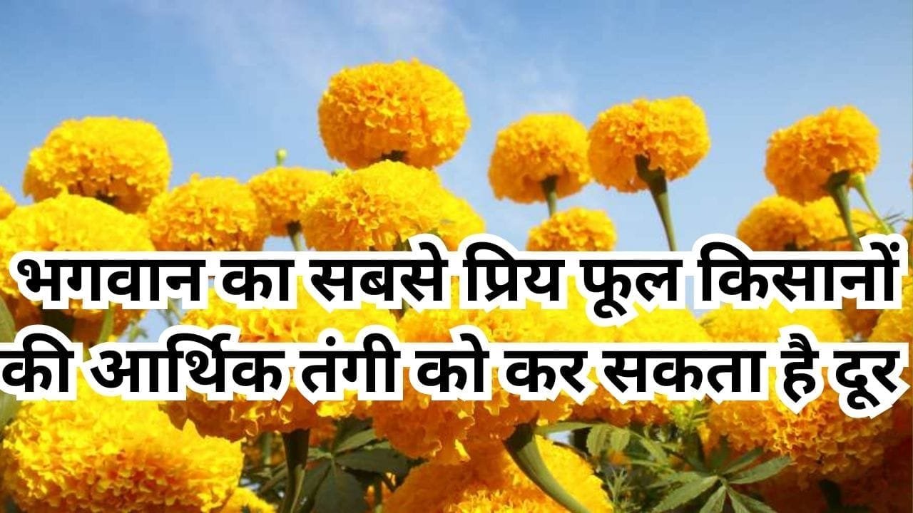 भगवान का सबसे प्रिय पीला फूल, किसानों की आर्थिक तंगी को कर सकता है दूर मार्केट में है भारी डिमांड, जाने नाम और काम