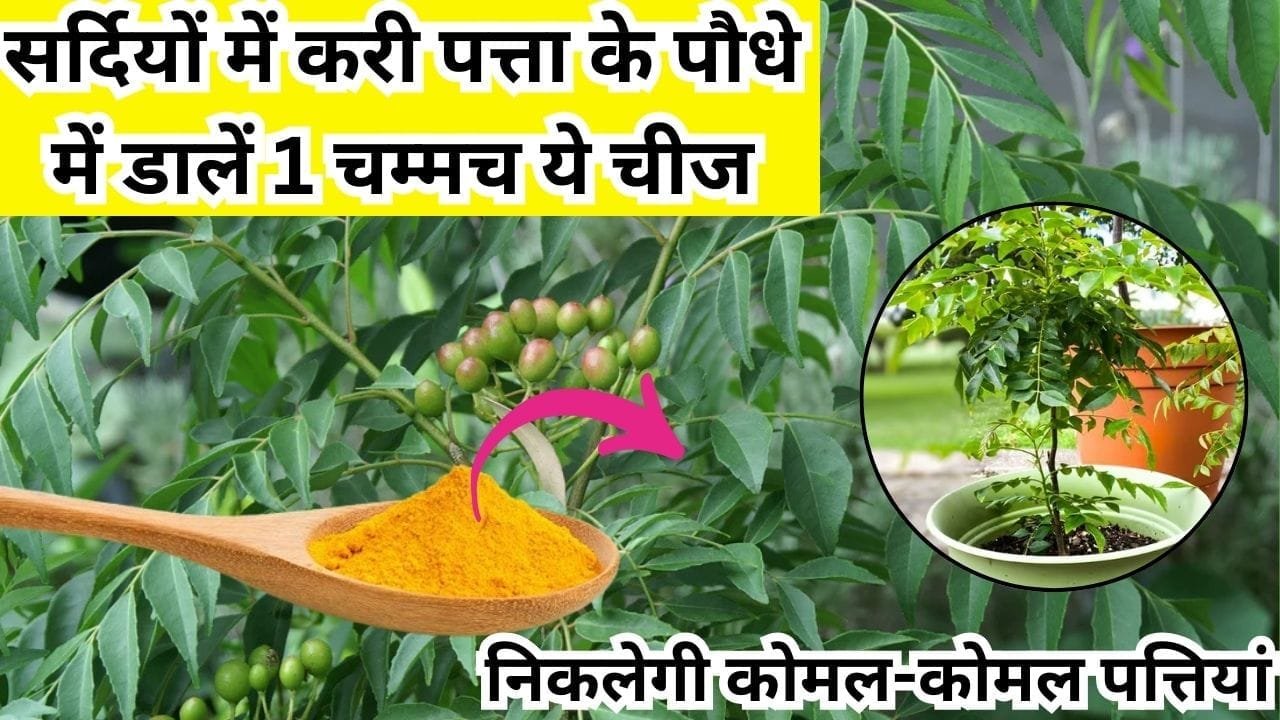Gardening tips: सर्दियों में करी पत्ता के पौधे में 1 चम्मच डालें ये चमत्कारी चीज, दोगुना तेजी से होगी ग्रोथ निकलेगी कोमल-कोमल पत्तियां, जाने नाम