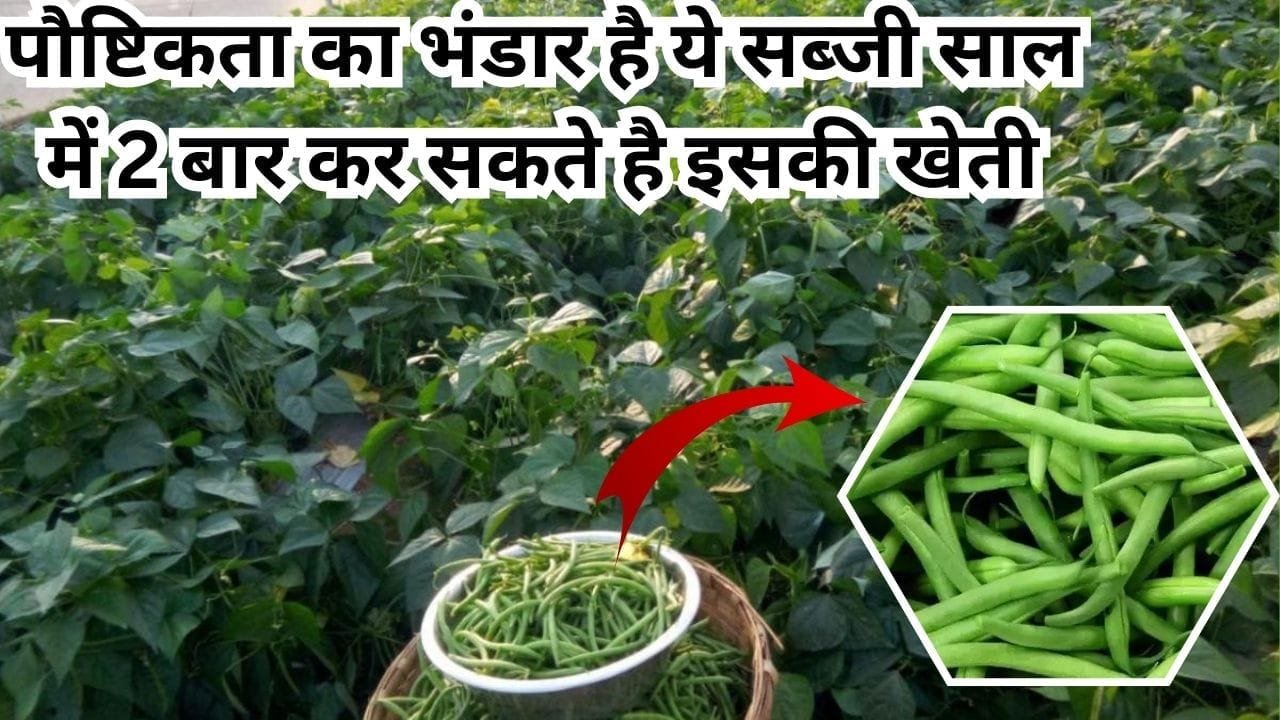पौष्टिकता का भंडार है ये सब्जी, साल में 2 बार कर सकते है इसकी खेती दोगुनी होगी कमाई, जाने नाम और काम