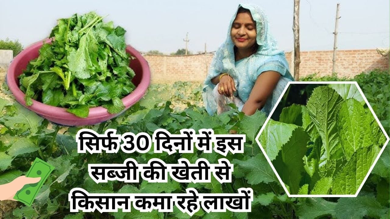 सिर्फ 30 दिनों में इस सब्जी की खेती से किसान कमा रहे लाखों, सर्दियों के मौसम में मार्केट में बढ़ जाती है खूब डिमांड, जाने नाम
