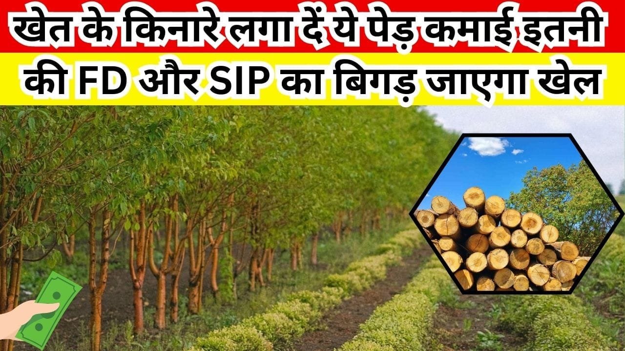 दिसंबर के अंत से पहले खेत के किनारे लगा दें ये पेड़, कमाई इतनी होगी की FD और SIP का बिगड़ जाएगा खेल, जाने नाम