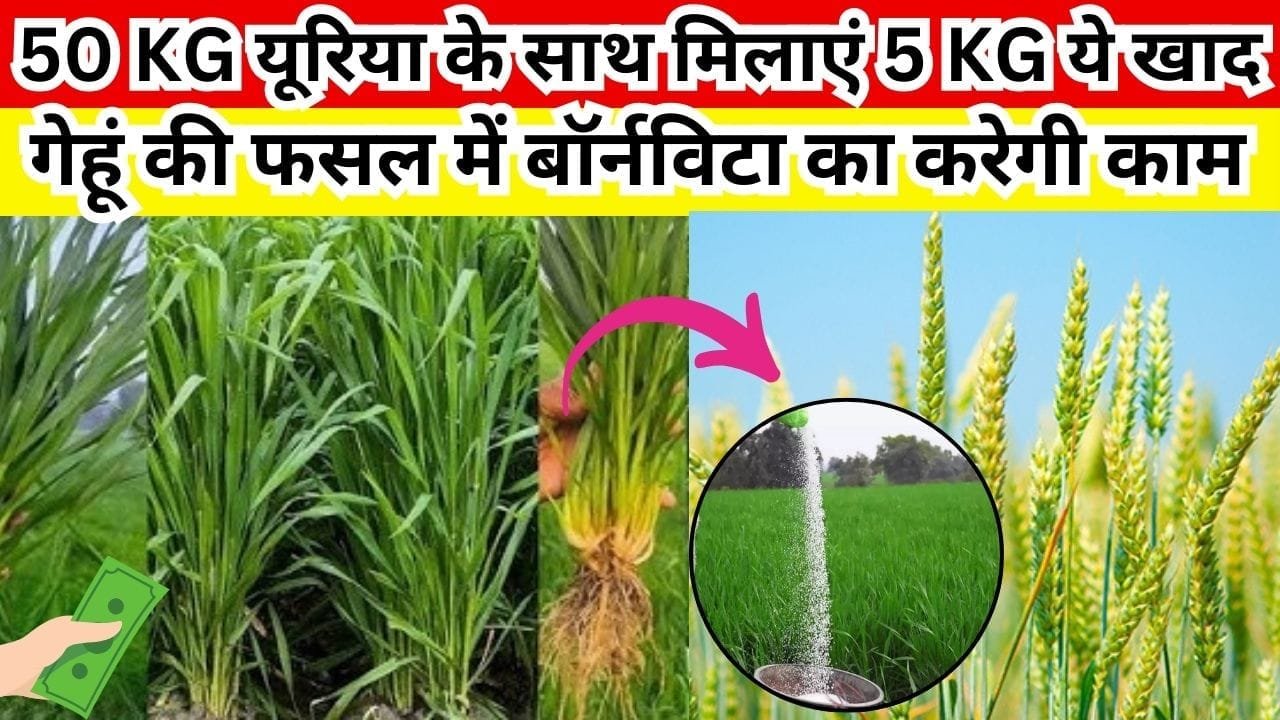 Agriculture tips: 50 KG यूरिया के साथ मिलाएं 5 KG ये जैविक खाद, गेहूं की फसल में बॉर्नविटा का करेगी काम दोगुना तेजी से बढ़ेंगे कल्ले, जाने नाम