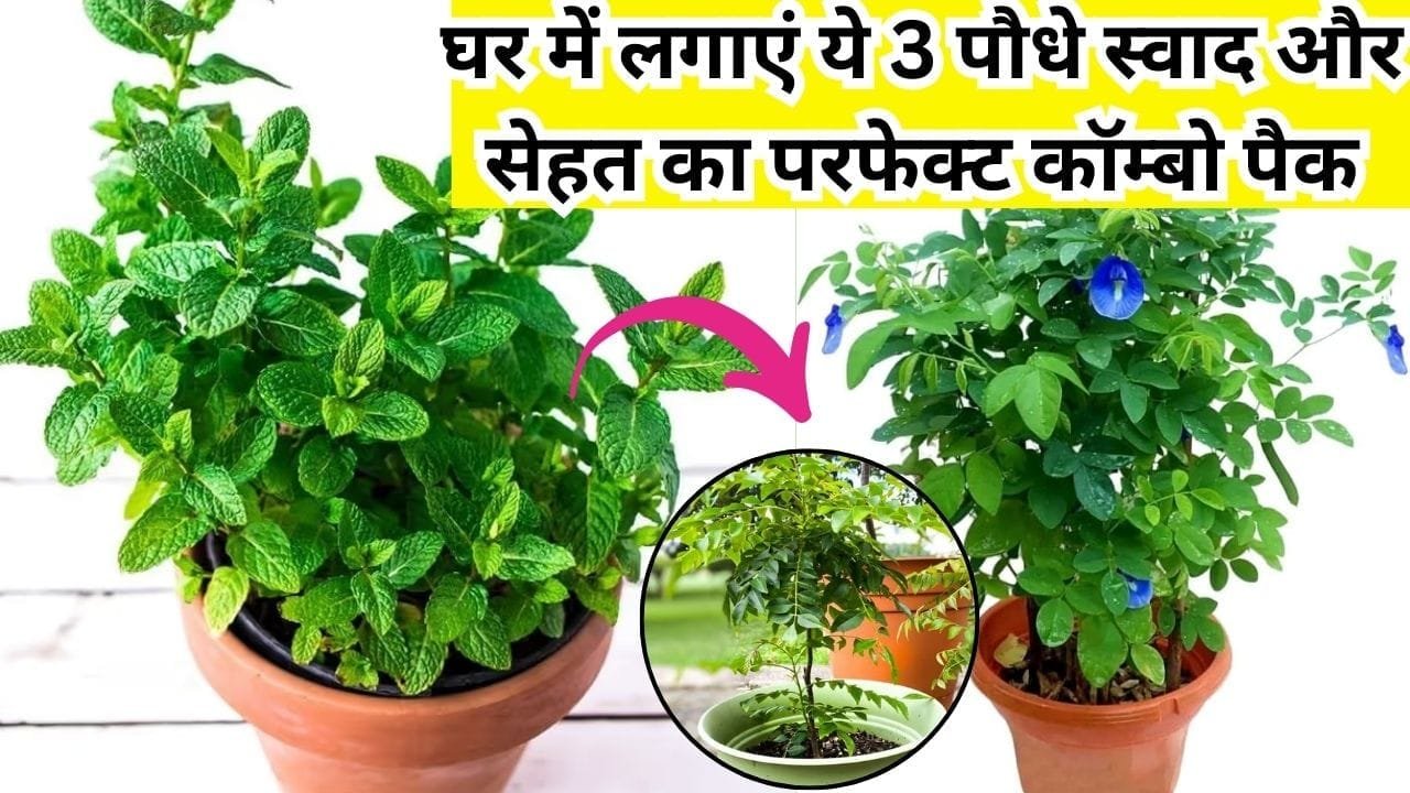 Gardening tips: घर में जरूर लगाएं ये 3 पौधे, स्वाद और सेहत का परफेक्ट कॉम्बो पैक किचन के कहलाते है स्टार, जाने नाम और काम