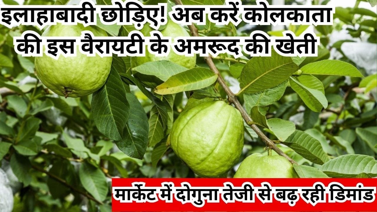 इलाहाबादी छोड़िए! अब करें कोलकाता की इस नई वैरायटी के अमरूद की खेती, मार्केट में दोगुना तेजी से बढ़ रही डिमांड, जाने नाम