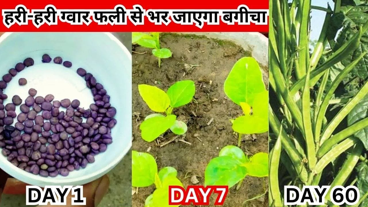 Gardening tips: हरी-हरी ग्वार फली से भर जाएगा बगीचा, सिर्फ 60 दिनों में घर में ही होगी ग्वार फली की खेती, जाने प्रोसेस