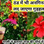 Gardening tips: कड़कड़ाती ठंड में भी अनगिनत फूलों से लद जाएगा गुड़हल का पौधा, माली ने बताया राज की पौधे में बस डालें एक कप ये खाद, जाने नाम