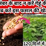 Agriculture tips: 30 दिसंबर के बाद न करें गेहूं की बुआई, अब करें इस फसल की खेती 120 दिनों में होगी तैयार हर मिट्टी में देगी बंपर पैदावार, जाने नाम