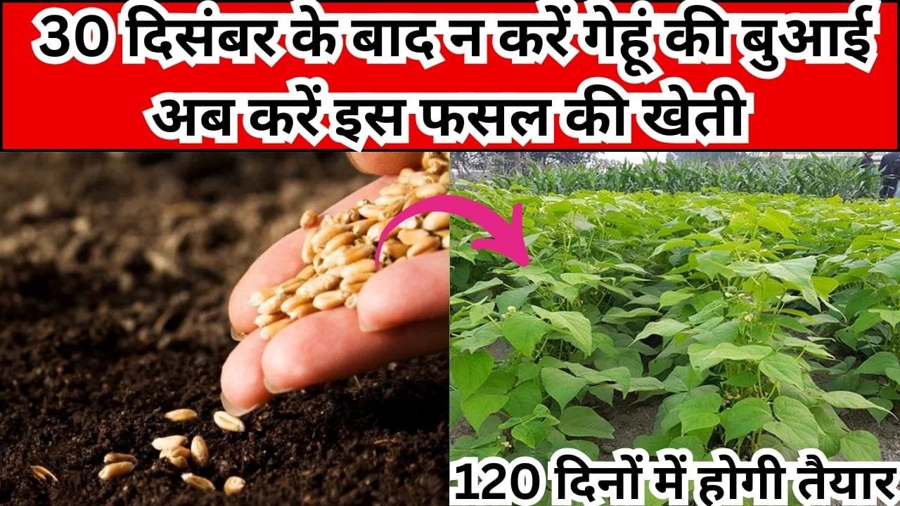Agriculture tips: 30 दिसंबर के बाद न करें गेहूं की बुआई, अब करें इस फसल की खेती 120 दिनों में होगी तैयार हर मिट्टी में देगी बंपर पैदावार, जाने नाम