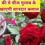 Gardening tips: गुलाब का पौधा अनगिनत फूलों से लद जाएगा, बस 5 रु की इस चीज का पौधे में ऐसे करें इस्तेमाल फिर देखें कमाल