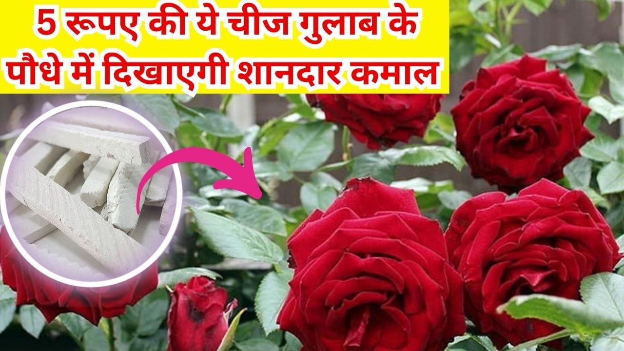 Gardening tips: गुलाब का पौधा अनगिनत फूलों से लद जाएगा, बस 5 रु की इस चीज का पौधे में ऐसे करें इस्तेमाल फिर देखें कमाल