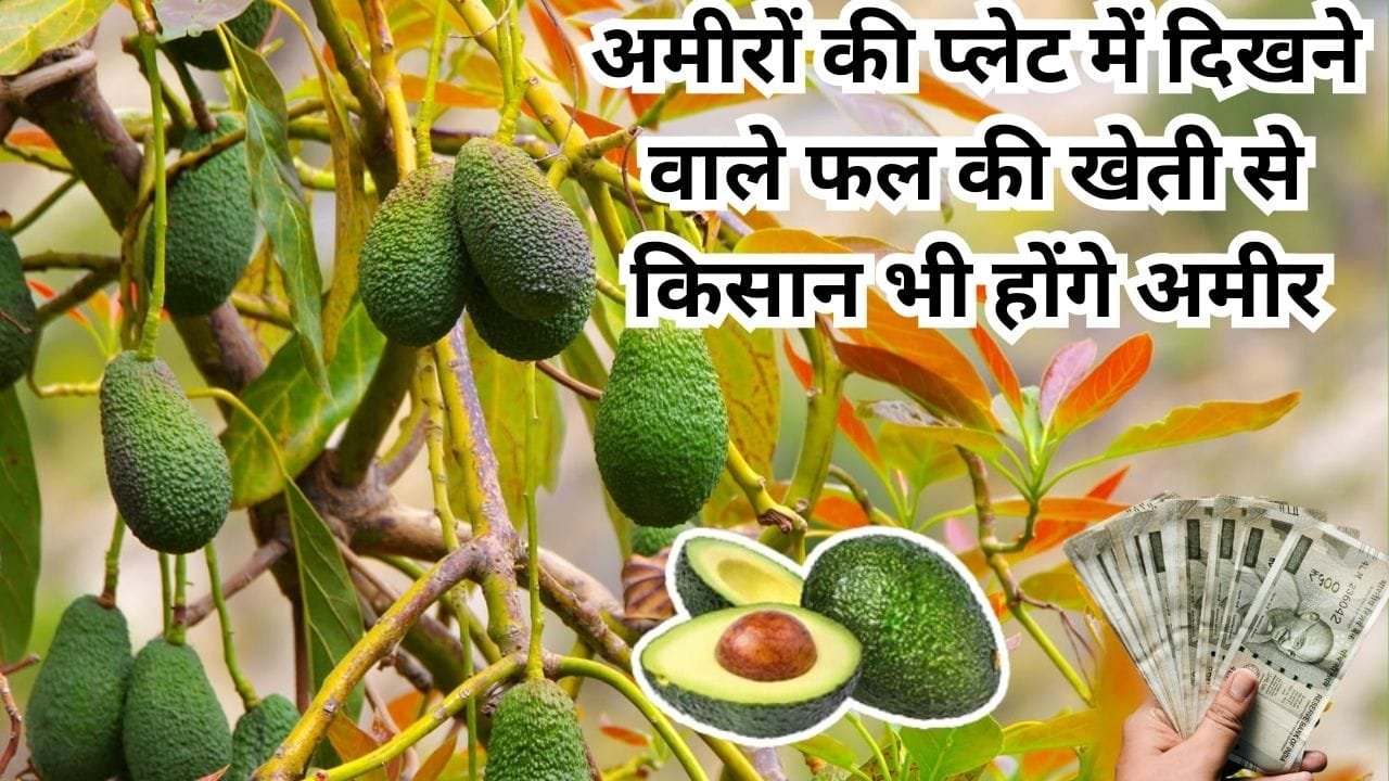 अमीरों की प्लेट में दिखने वाले फल की खेती से किसान भी होंगे अमीर, बाजार में बिकता है 500 रु किलो, खेती से जीवन भर होगी करोड़ों में कमाई