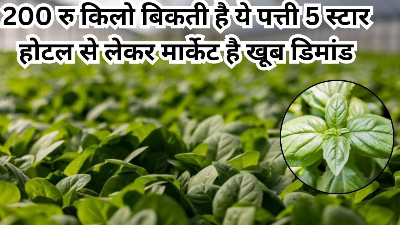 200 रुपए किलो बिकती है ये पत्ती, 5 स्टार होटल से लेकर मार्केट है खूब डिमांड खेती से बना देगी मालामाल, जाने नाम