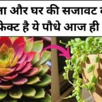 Gardening tips: सफलता और घर की सजावट दोनों के लिए परफेक्ट है ये पौधे, आज ही घर लाएं धन-दौलत में होगी बेशुमार वृद्धि, जाने नाम  