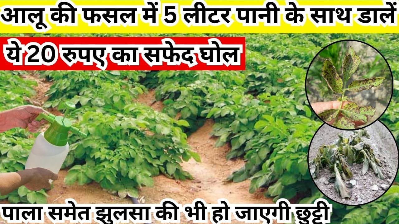 Agriculture tips: आलू की फसल में 5 लीटर पानी के साथ डालें ये 20 रुपए का सफेद घोल, पाला समेत झुलसा रोग की भी हो जाएगी छुट्टी, जाने नाम