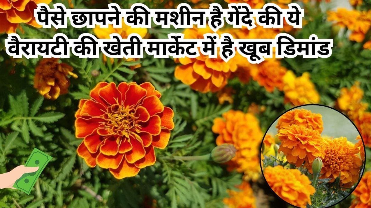 पैसे छापने की मशीन है गेंदे की ये वैरायटी की खेती, मार्केट में है खूब डिमांड किसान होंगे मालामाल, जाने नाम और काम