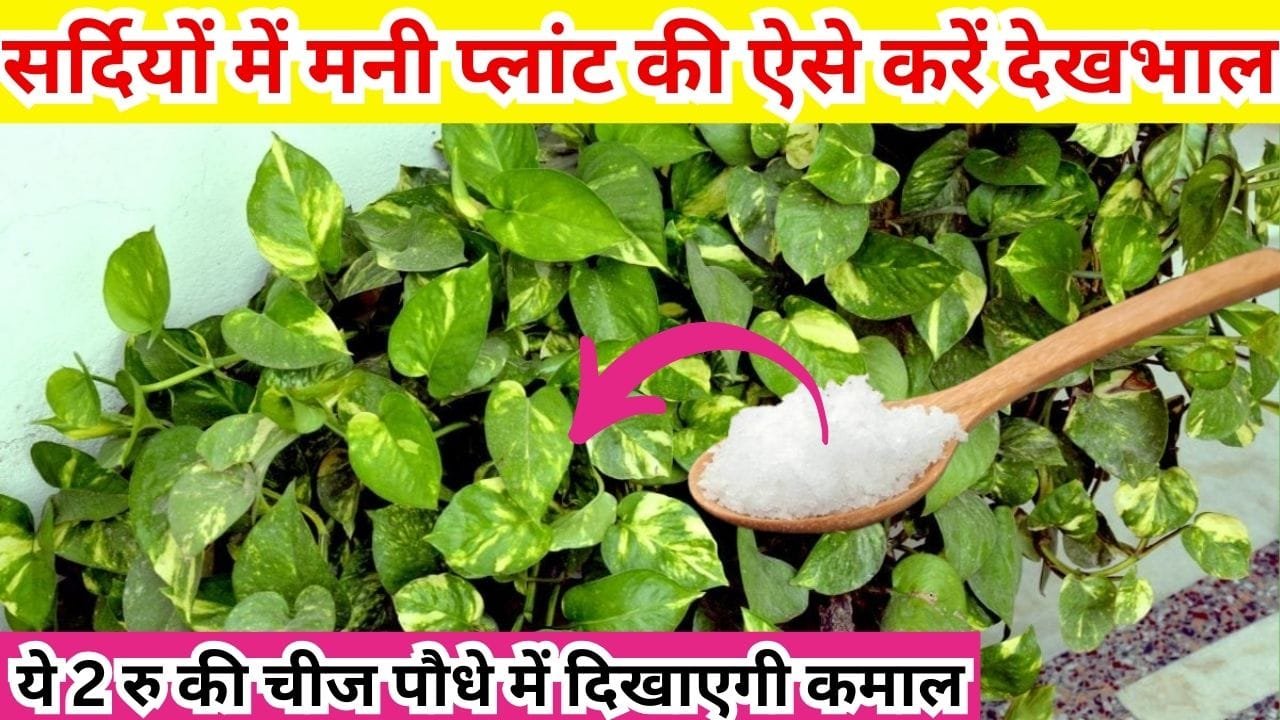 Gardening tips: सर्दियों में मनी प्लांट की ऐसे करें देखभाल, ये 2 रूपए की चीज पौधे में दिखाएगी अपना कमाल निकलेगी हरी-हरी पत्तियां