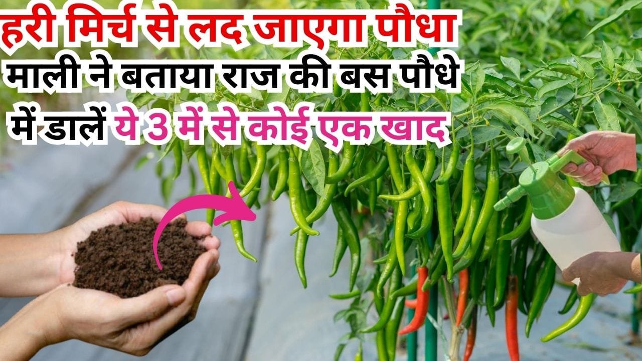 Gardening tips: हरी मिर्च से लद जाएगा पौधा, माली ने बताया राज की बस पौधे में डालें ये 3 में से कोई एक खाद पडोसी भी पूछ बैठेंगे क्या है राज