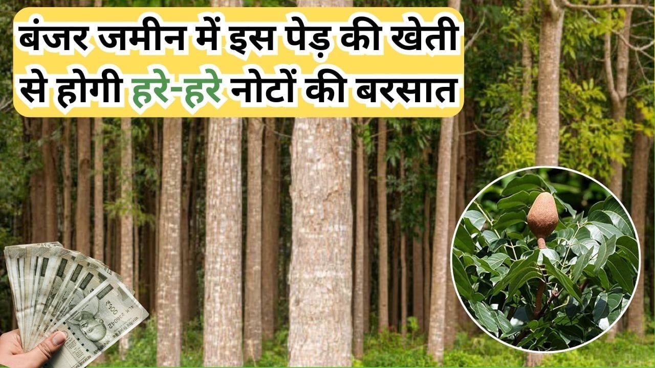 बंजर जमीन में इस पेड़ की खेती से होगी हरे-हरे नोटों की बरसात, चंद सालों में बन जाएंगे करोड़पति मार्केट में है खूब डिमांड, जाने नाम