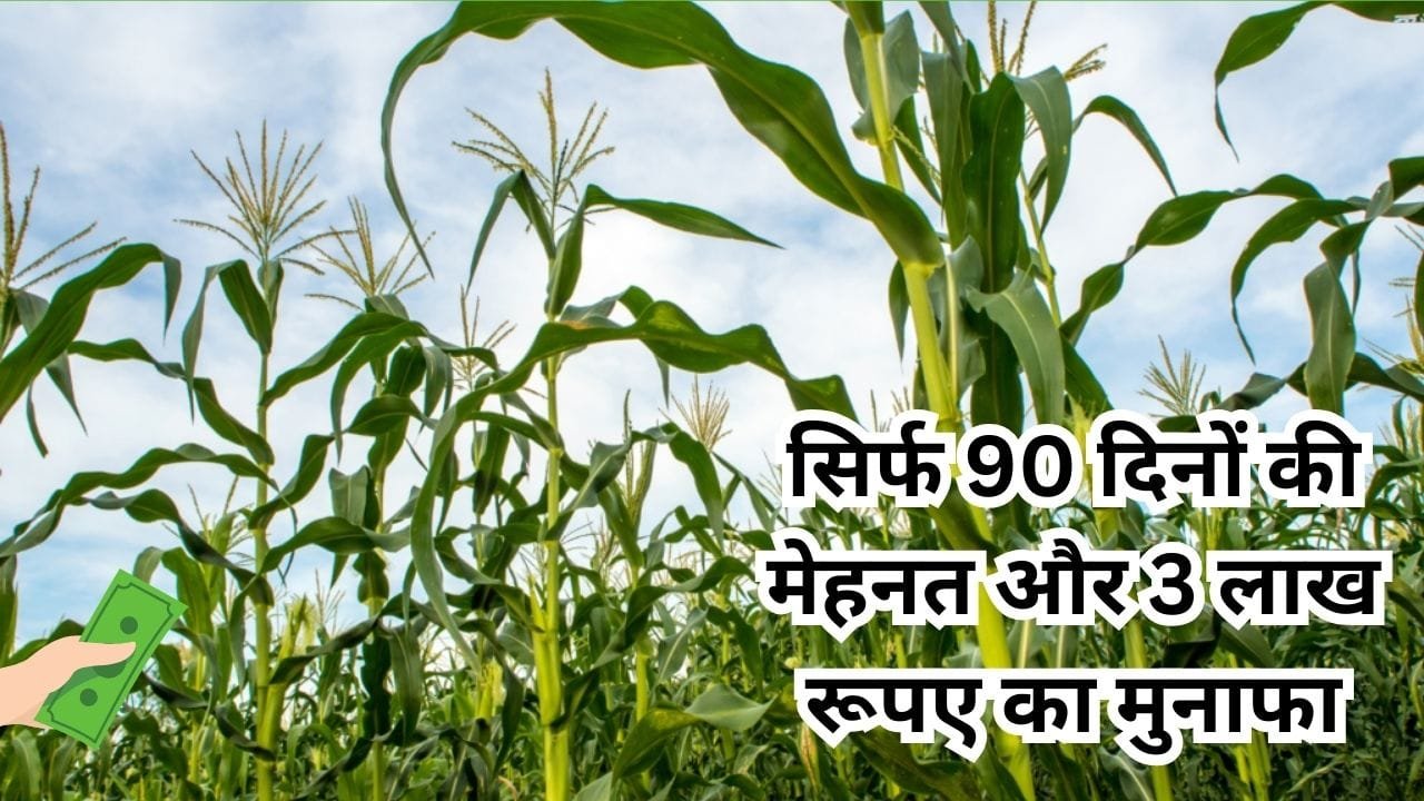 सिर्फ 90 दिनों की मेहनत और 3 लाख रूपए का मुनाफा, इस फसल की खेती से दूर होगी अब किसानों की टेंशन, मार्केट में है खूब डिमांड