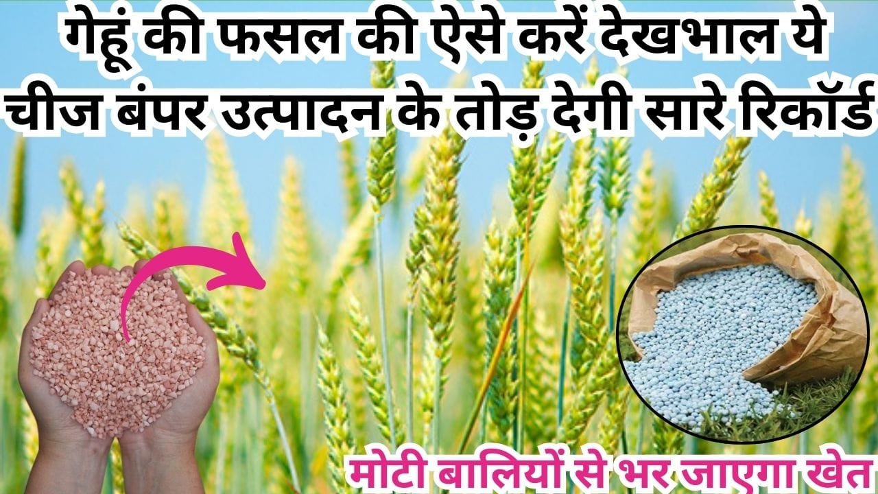Agriculture tips: गेहूं की फसल की ऐसे करें देखभाल, ये चीज बंपर उत्पादन के तोड़ देगी सारे रिकॉर्ड गेहूं की मोटी बालियों से भर जाएगा खेत