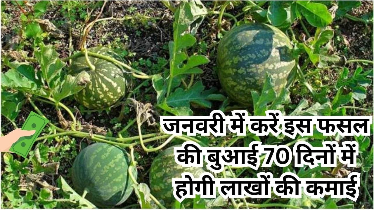 जनवरी में करें इस फसल की बुआई, 70 दिनों में होगी लाखों की कमाई मार्केट में है खूब डिमांड साल में 2 महीने आता है नजर, जाने नाम