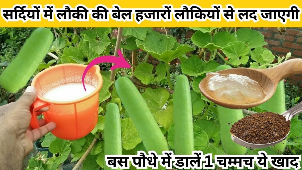 Gardening tips: सर्दियों में लौकी की बेल अनगिनत लौकियों से लद जाएगी, बस पौधे में डालें 1 चम्मच ये खाद और देखें शानदार कमाल, जाने नाम