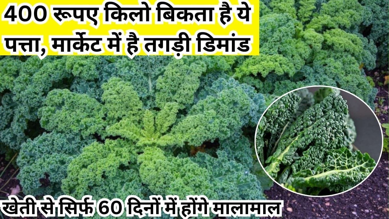 400 रूपए किलो बिकता है ये पत्ता, मार्केट में है तगड़ी डिमांड खेती से सिर्फ 60 दिनों में होंगे मालामाल, जाने नाम और काम