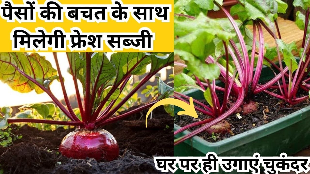 Gardening tips: पैसों की बचत के साथ मिलेगी फ्रेश सब्जी, इस आसान तरीके से घर पर ही उगाएं चुकंदर खून में भी होगी तेजी से वृद्धि