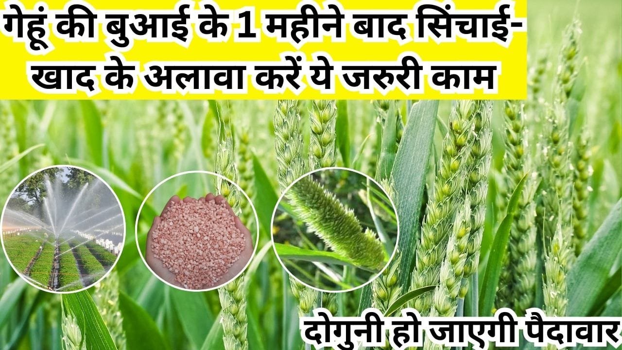Agriculture tips: गेहूं की बुआई के 1 महीने बाद सिंचाई-खाद के अलावा करें ये जरुरी काम, दोगुनी हो जाएगी पैदावार